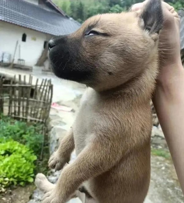 港股T+0配资 田园犬从家家户户到无人问津，洋狗受宠，它们却被叫土狗？